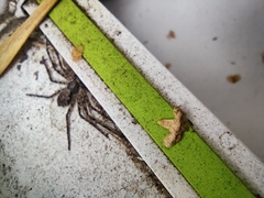 Philodromus margaritatus