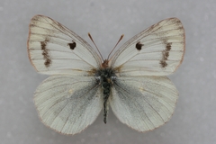 Colias sieversi