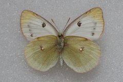 Colias sieversi