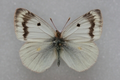 Colias sieversi
