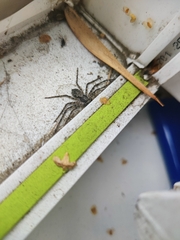 Philodromus margaritatus