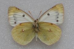 Colias sieversi