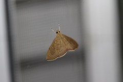 Hyalobathra