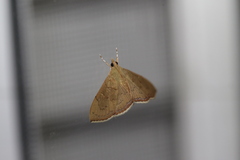 Hyalobathra