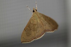 Hyalobathra
