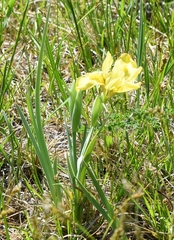 Iris humilis