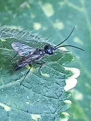 Dolichurus