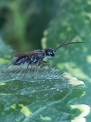 Dolichurus