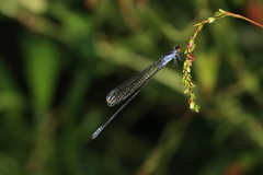 Pseudagrion ignifer
