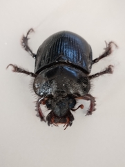 Ceratophyus hoffmannseggi