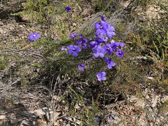 Cheiranthera linearis