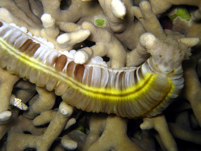 Lion's Paw Sea Cucumber