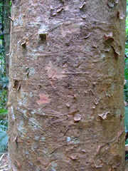 Agathis robusta