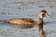 Netta erythrophthalma