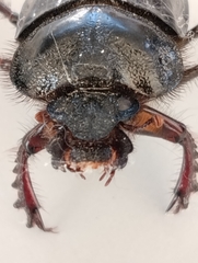 Ceratophyus hoffmannseggi