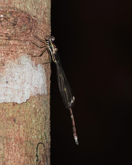 Episynlestes albicaudus