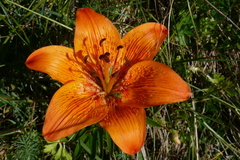 Lilium bulbiferum