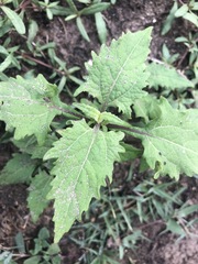 Sigesbeckia orientalis