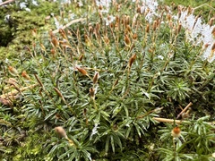 Pogonatum inflexum