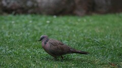Streptopelia chinensis