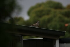 Streptopelia chinensis