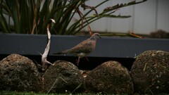 Streptopelia chinensis