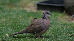 Streptopelia chinensis