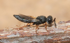Scelioninae