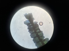 Lophocolea minor