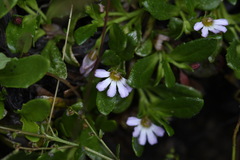 Scaevola hookeri