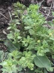 Centipeda cunninghamii