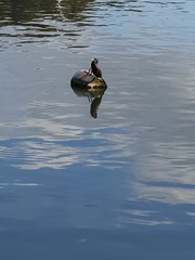 Phalacrocorax carbo
