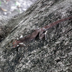 Bradypodion damaranum