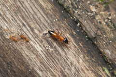 Opisthopsis rufithorax