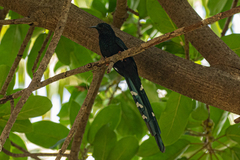 Phoeniculus purpureus