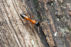 Opisthopsis rufithorax