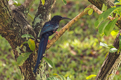 Phoeniculus purpureus