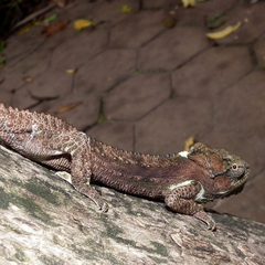 Bradypodion damaranum