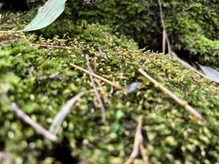 Rhynchostegium