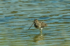Gallinago nigripennis