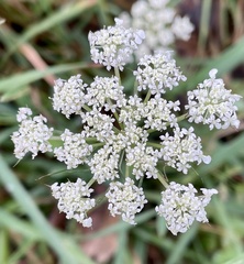 Daucus
