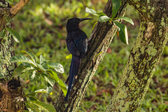 Phoeniculus purpureus