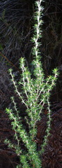 Cliffortia stricta