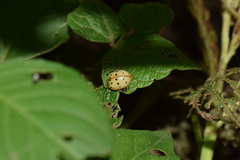 Epilachna varivestis