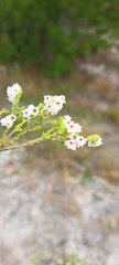 Erica quadrangularis