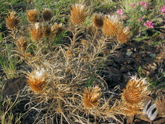 Ancathia igniaria