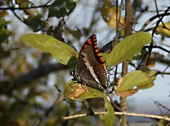 Charaxes saturnus saturnus