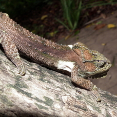 Bradypodion damaranum