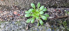Draba verna