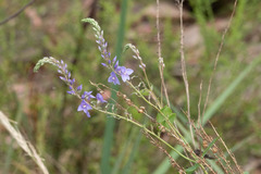 Veronica perfoliata